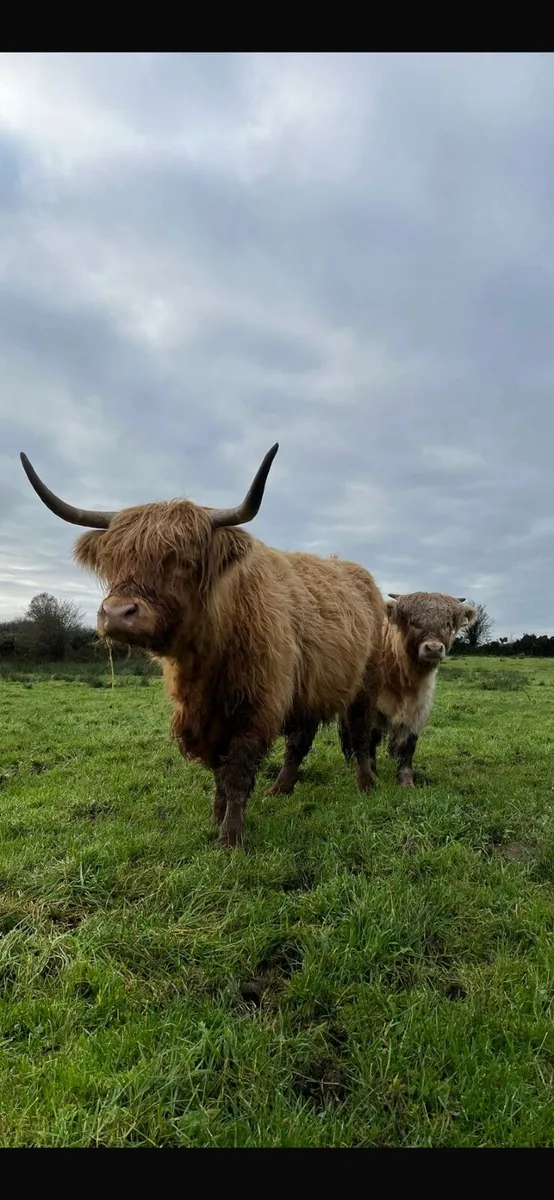 Highland calf - Image 2