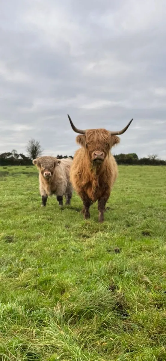 Highland calf - Image 1