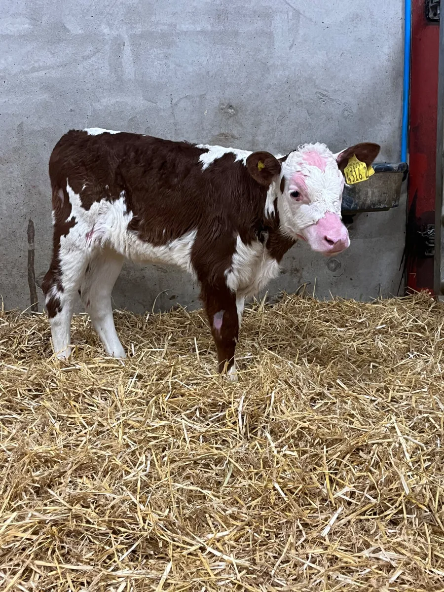 2 Hereford Heifer Calves - Image 3