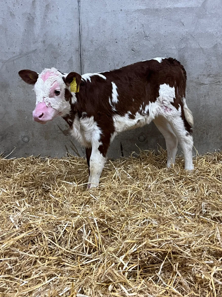 2 Hereford Heifer Calves - Image 1