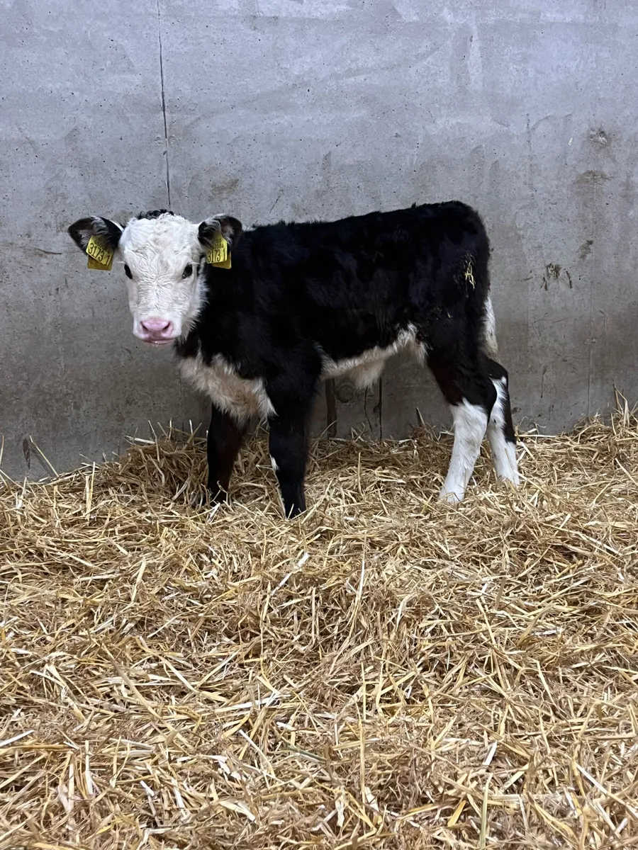 2 Hereford Heifer Calves - Image 2