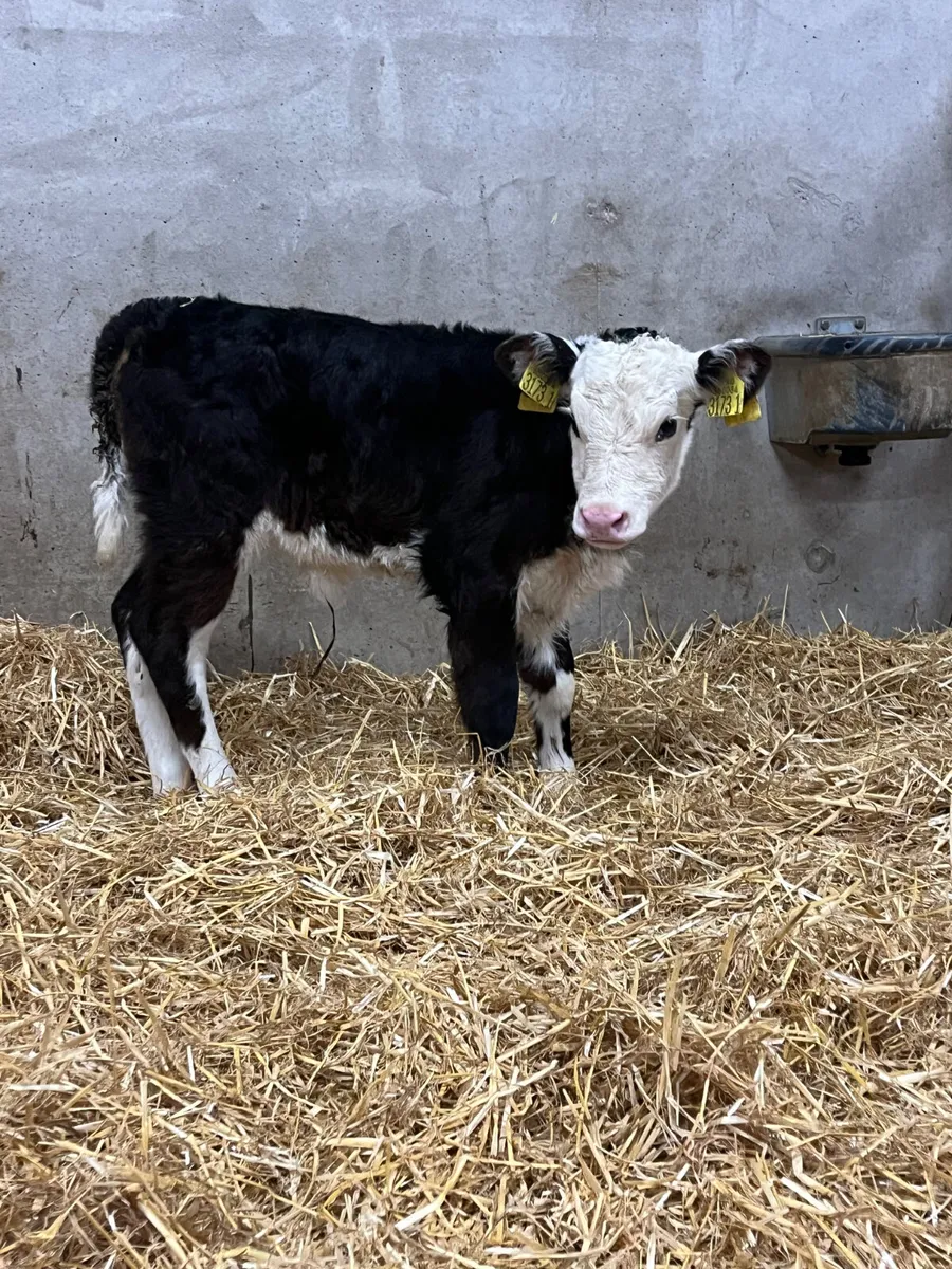 2 Hereford Heifer Calves - Image 4