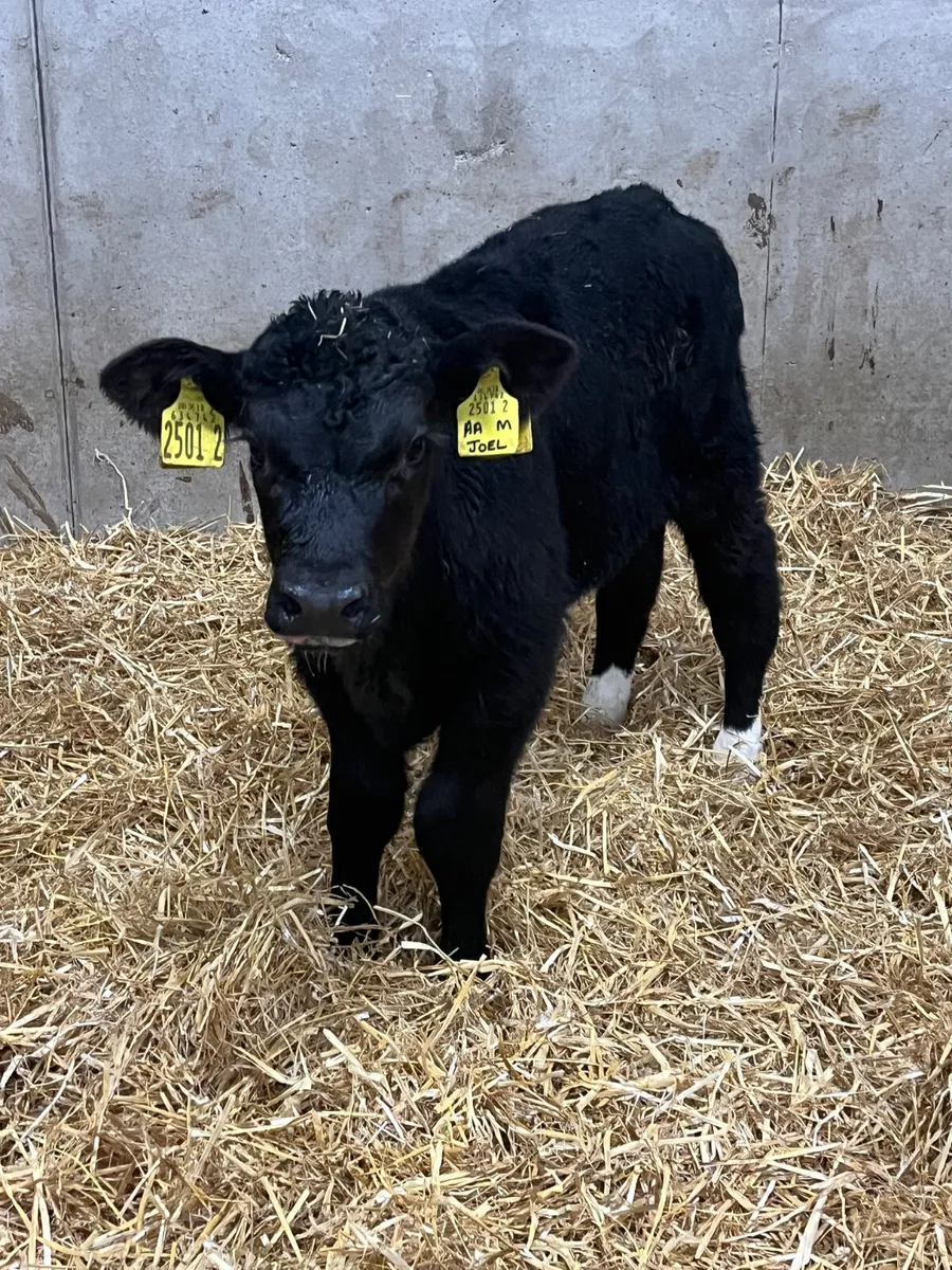 4 Outstanding Bull Calves - Image 1