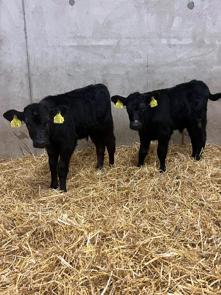 4 Outstanding Bull Calves - Image 3