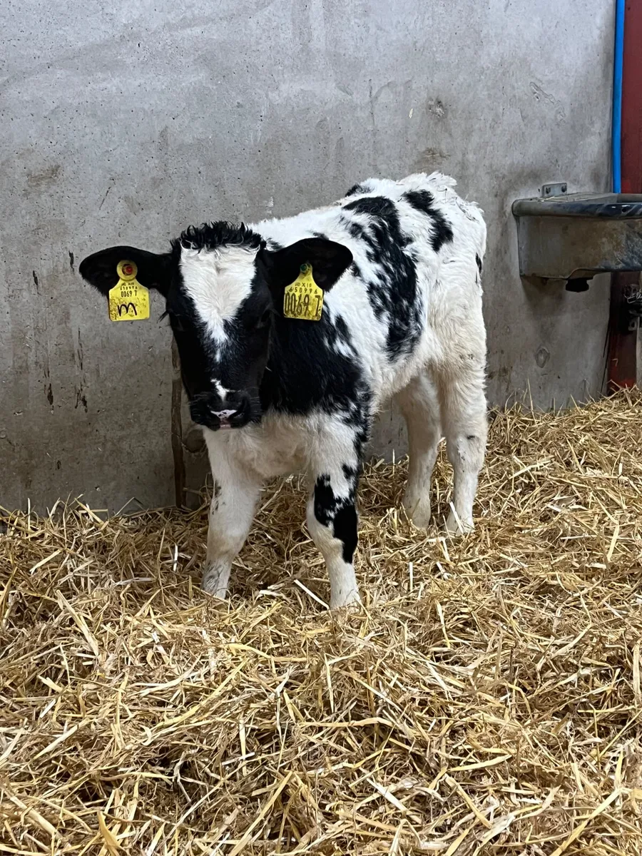 4 Outstanding Bull Calves - Image 2