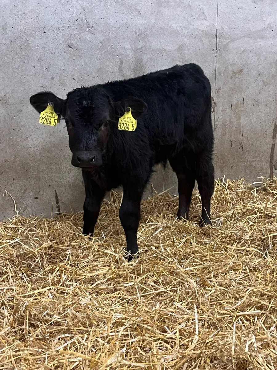 4 Outstanding Bull Calves - Image 4
