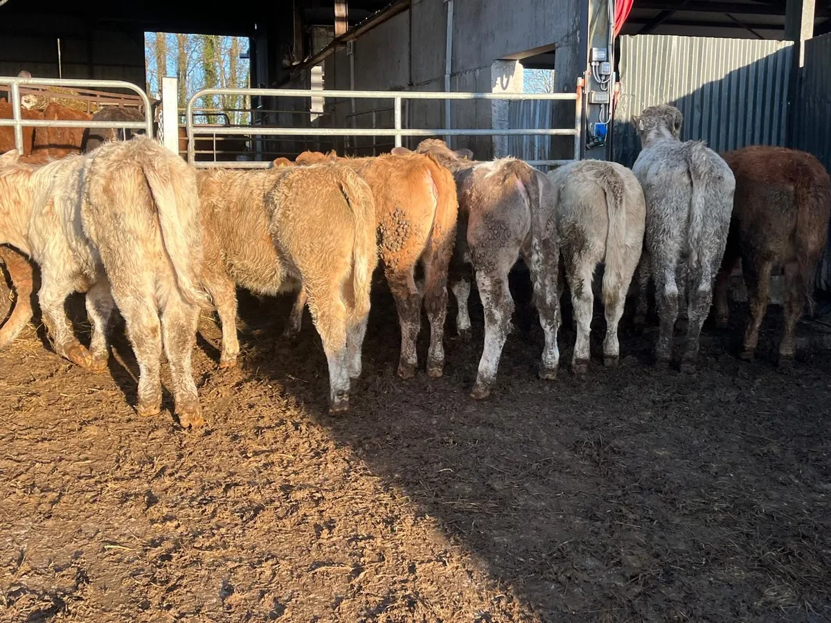 12 super 320 kg charlaois heifer weanlings - Image 1