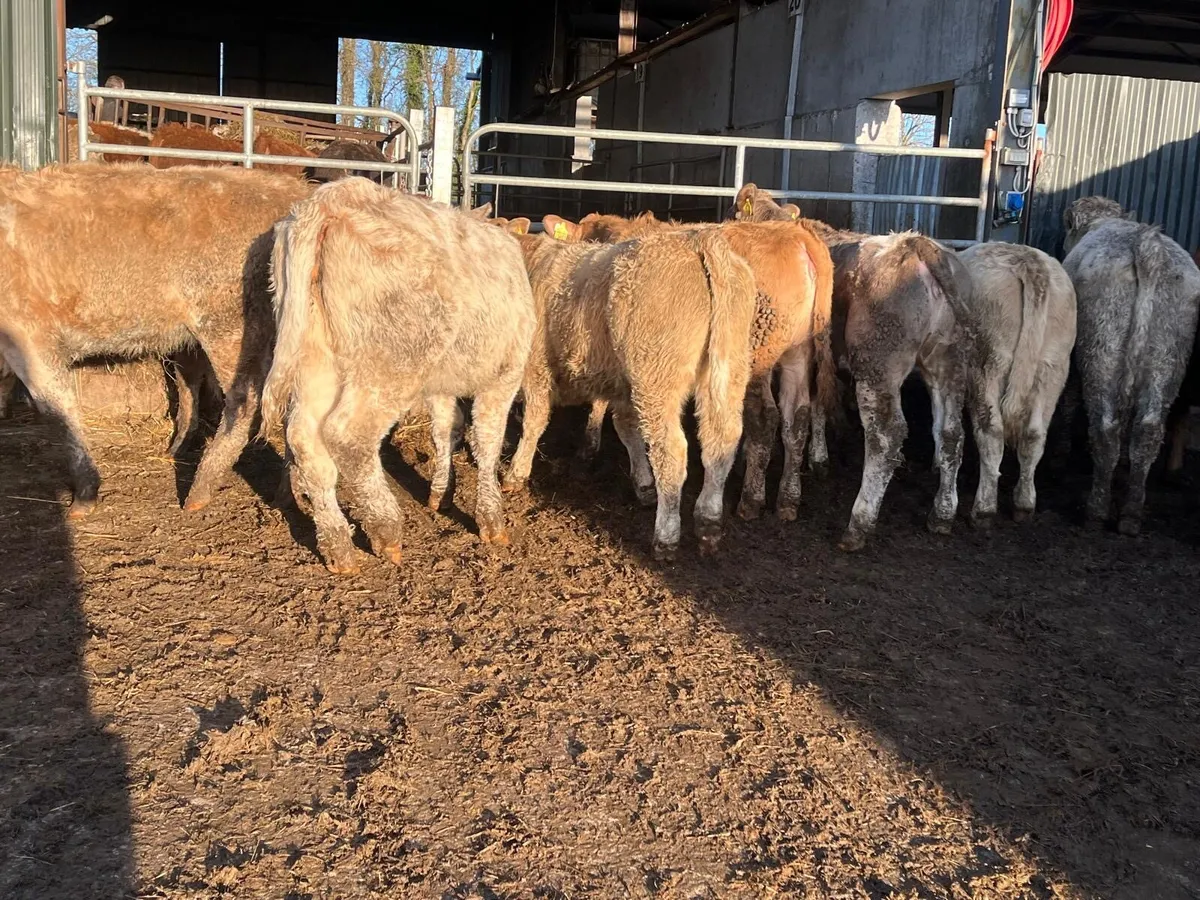 12 super 320 kg charlaois heifer weanlings - Image 2