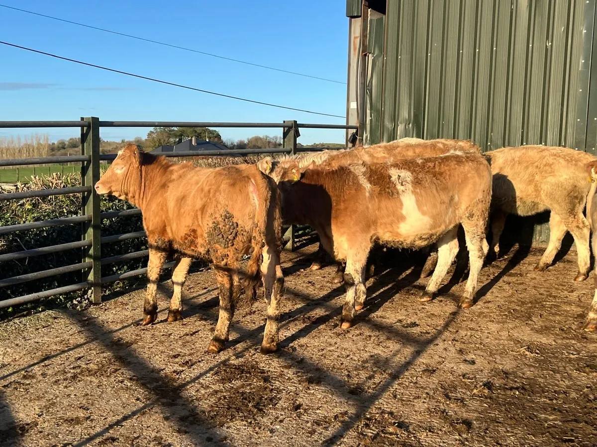 12 super 320 kg charlaois heifer weanlings - Image 3