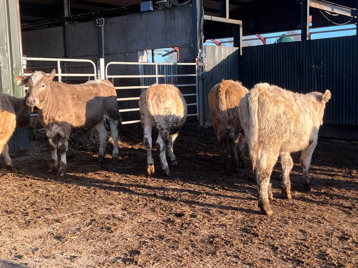 12 super 320 kg charlaois heifer weanlings - Image 4