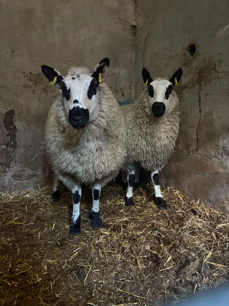 2 kerryhill lambs - Image 1
