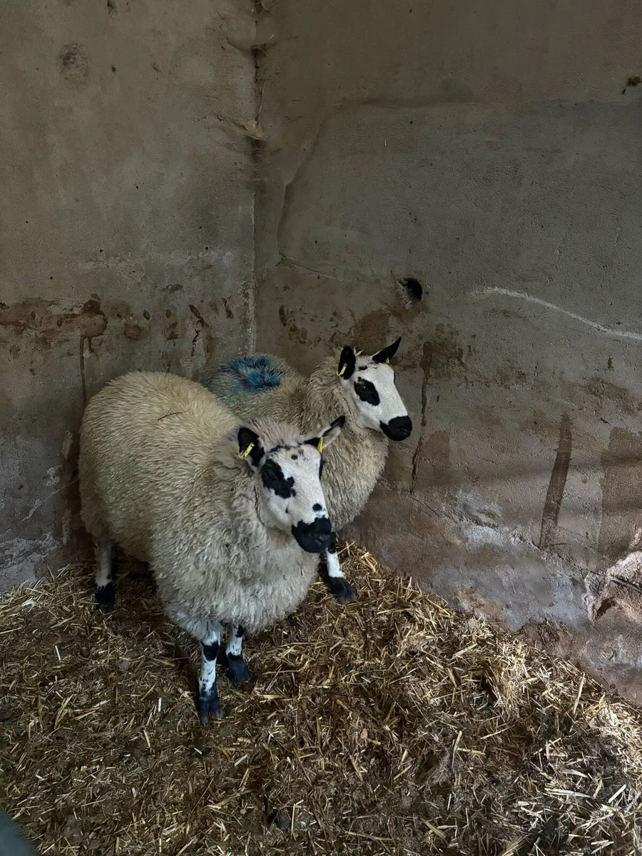 2 kerryhill lambs - Image 2