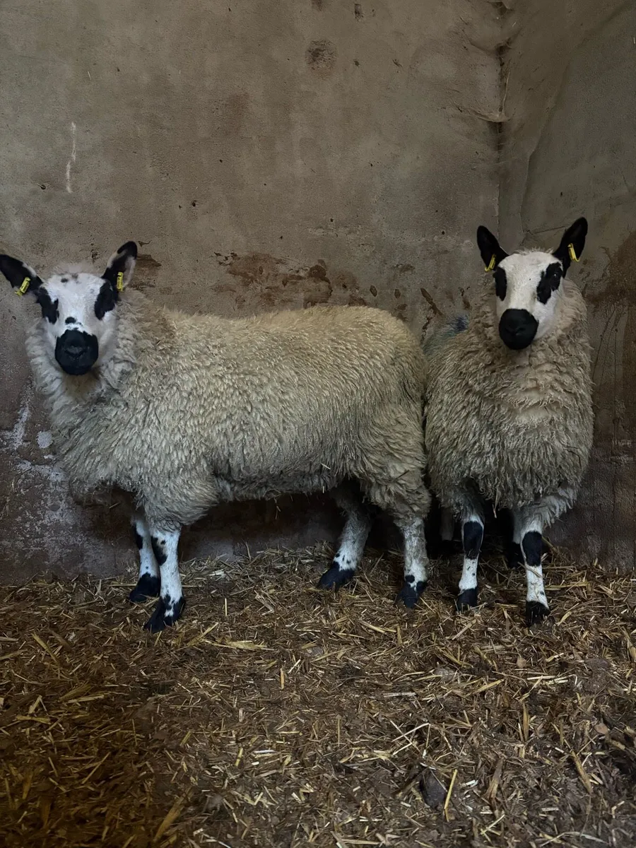 2 kerryhill lambs - Image 3