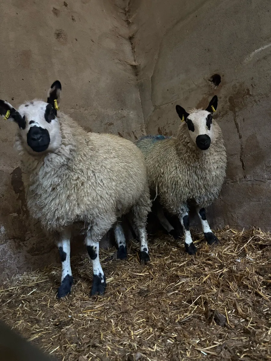 2 kerryhill lambs - Image 4
