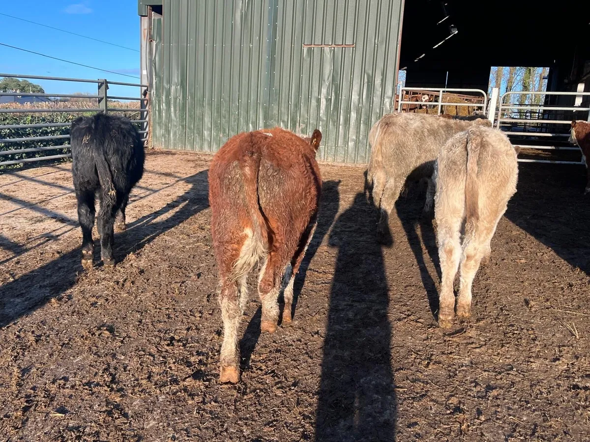 10 super suckler bred continental bulls - Image 1