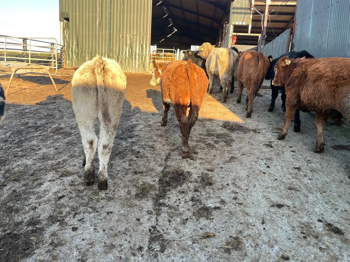 10 super suckler bred continental bulls - Image 2