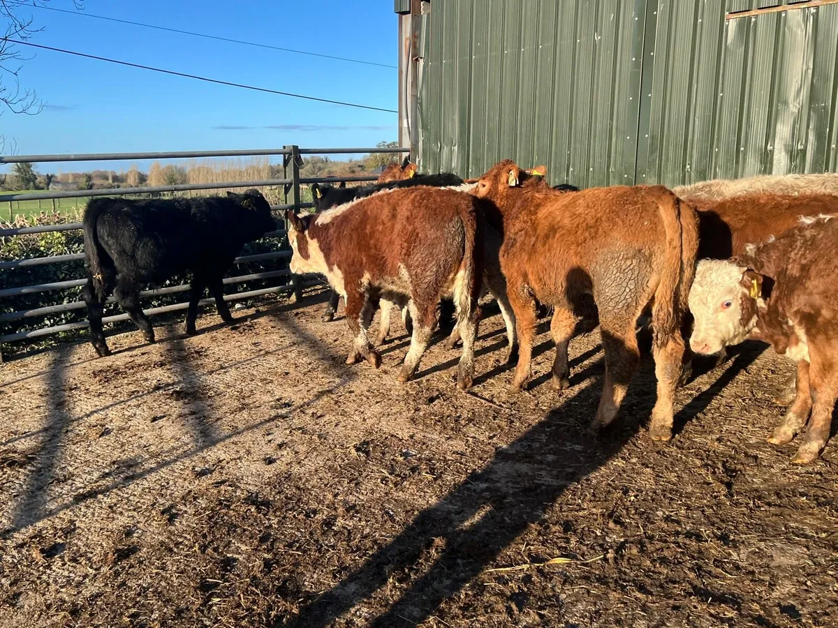 10 super suckler bred continental bulls - Image 3