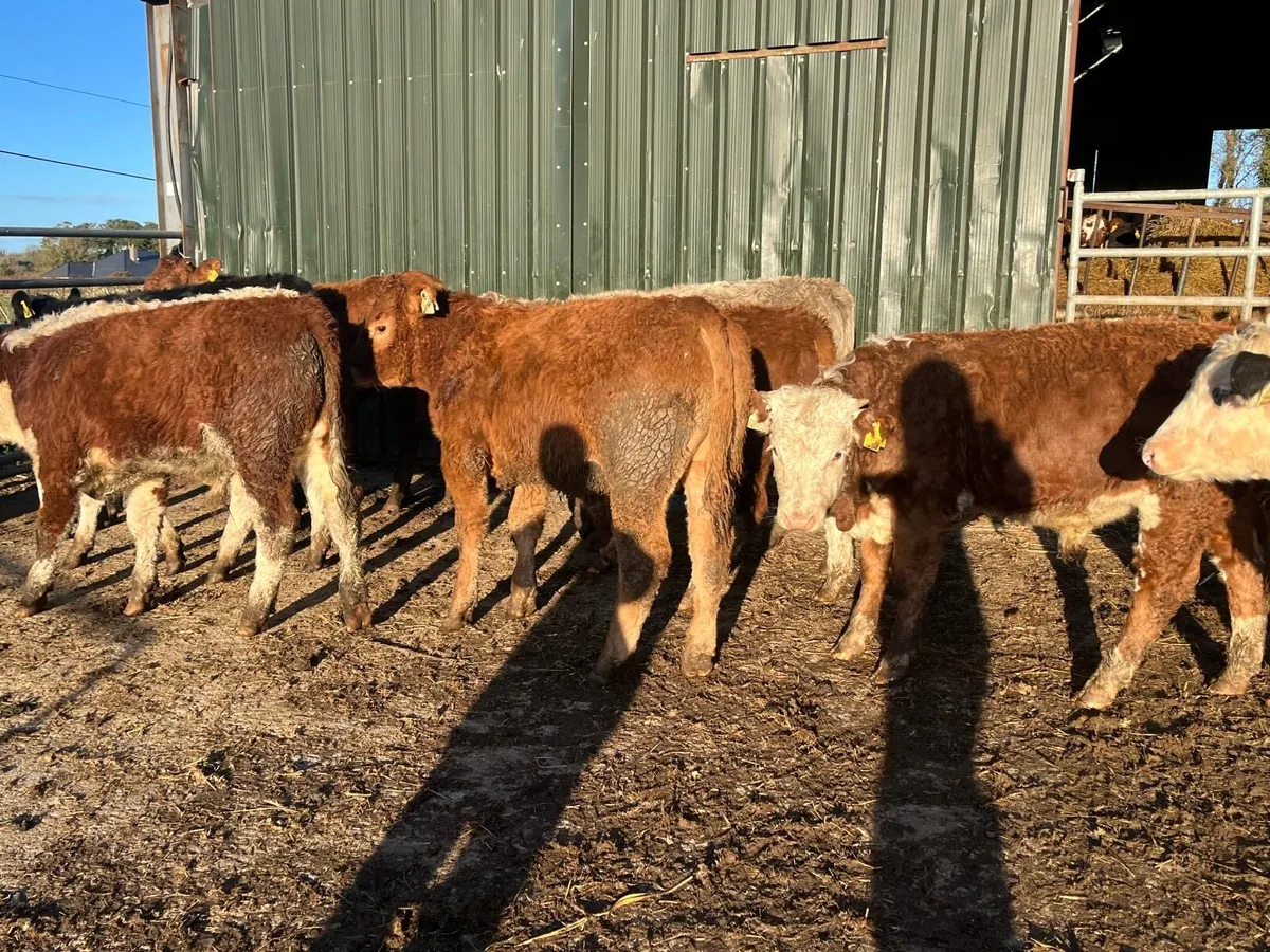 10 super suckler bred continental bulls - Image 4