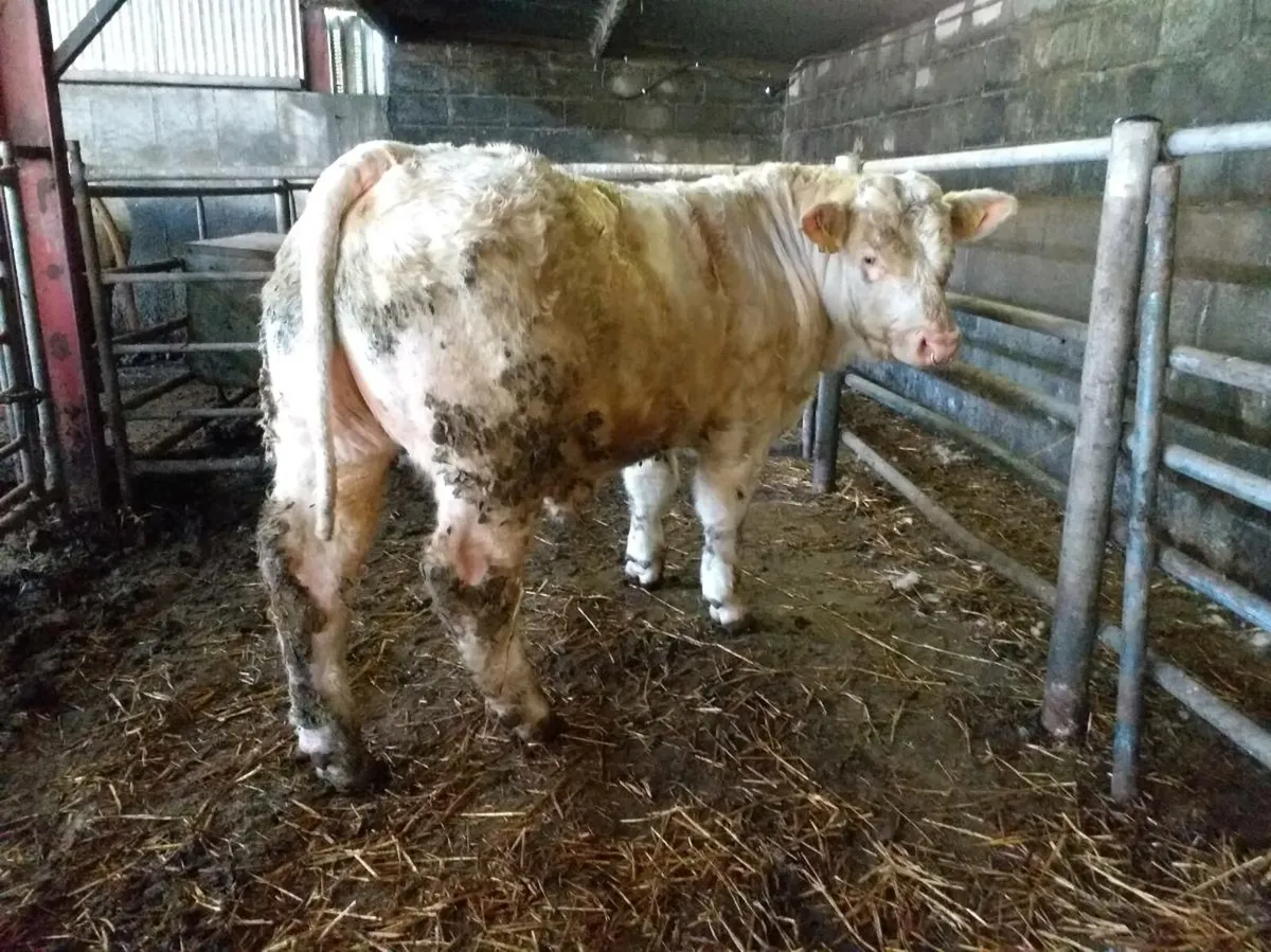 PBR Charolais bull
