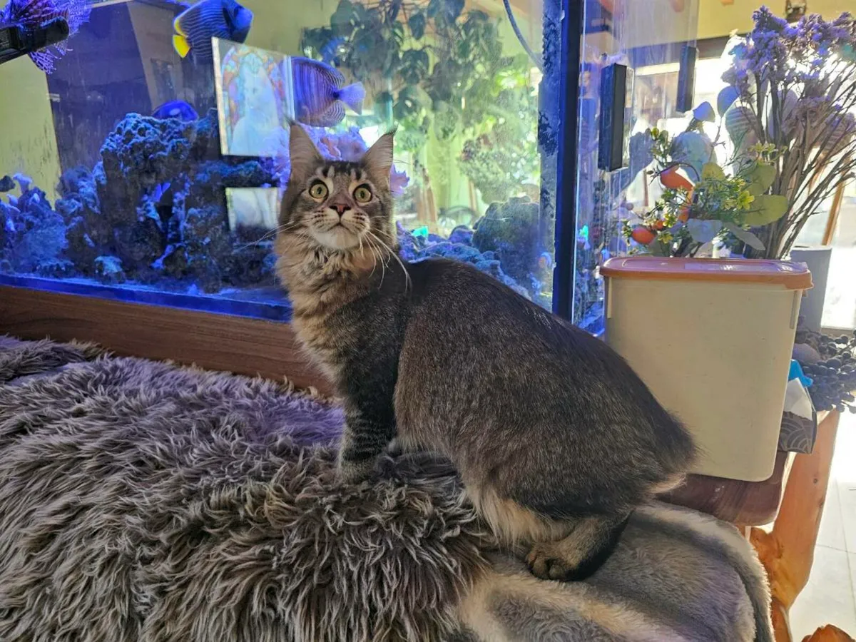 Pedigree Maine Coon female - Image 1