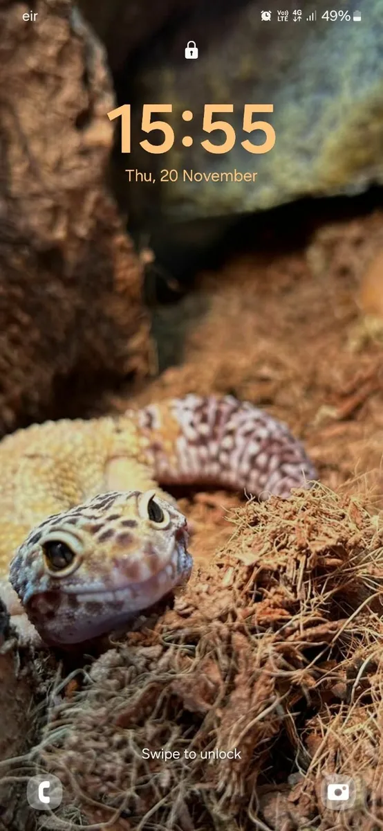 Leopard Gecko, Enclosure and More - Image 1