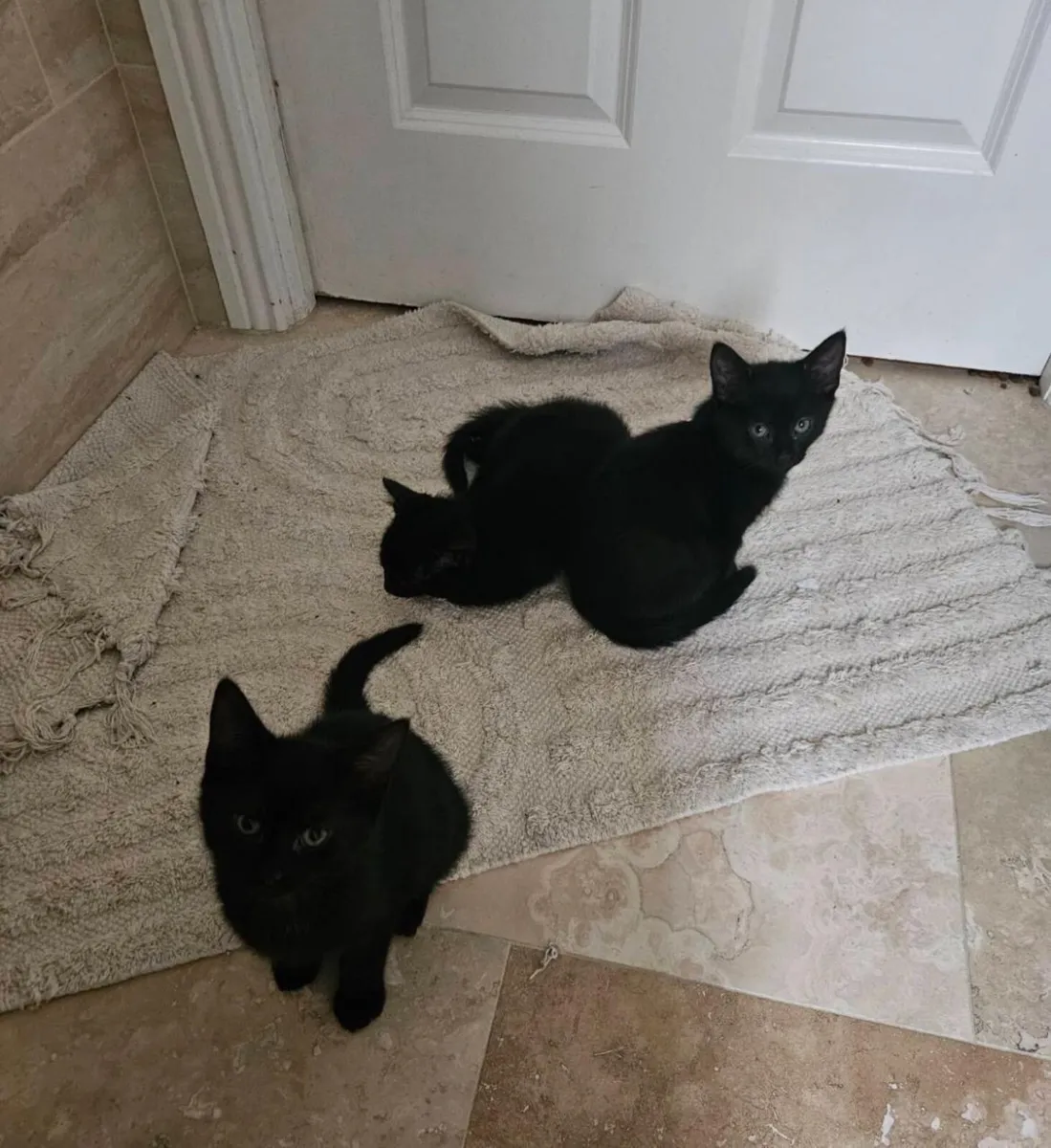 Sweet 2-month-Old Kittens Ready for New Homes! - Image 2