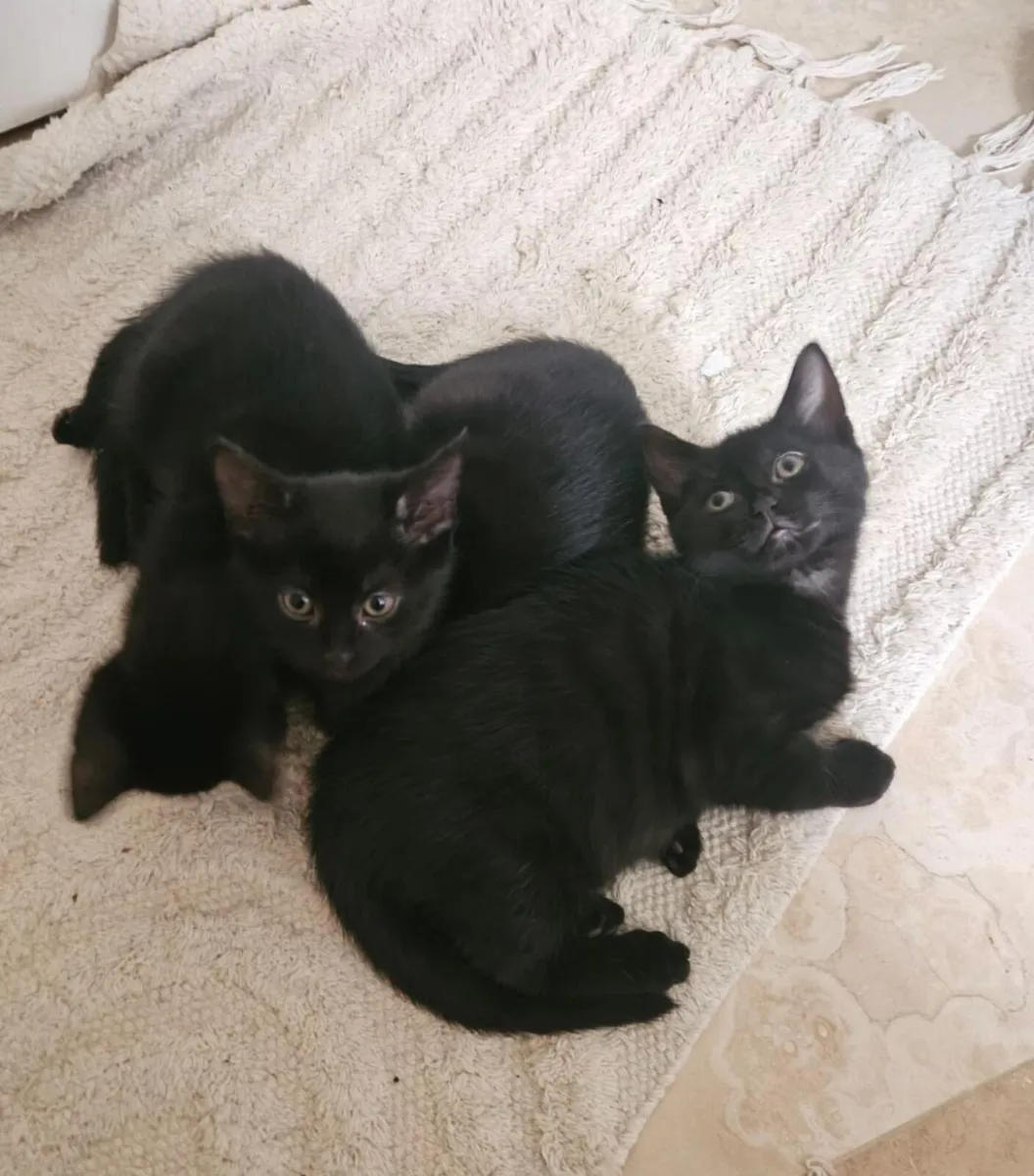 Sweet 2-month-Old Kittens Ready for New Homes! - Image 4