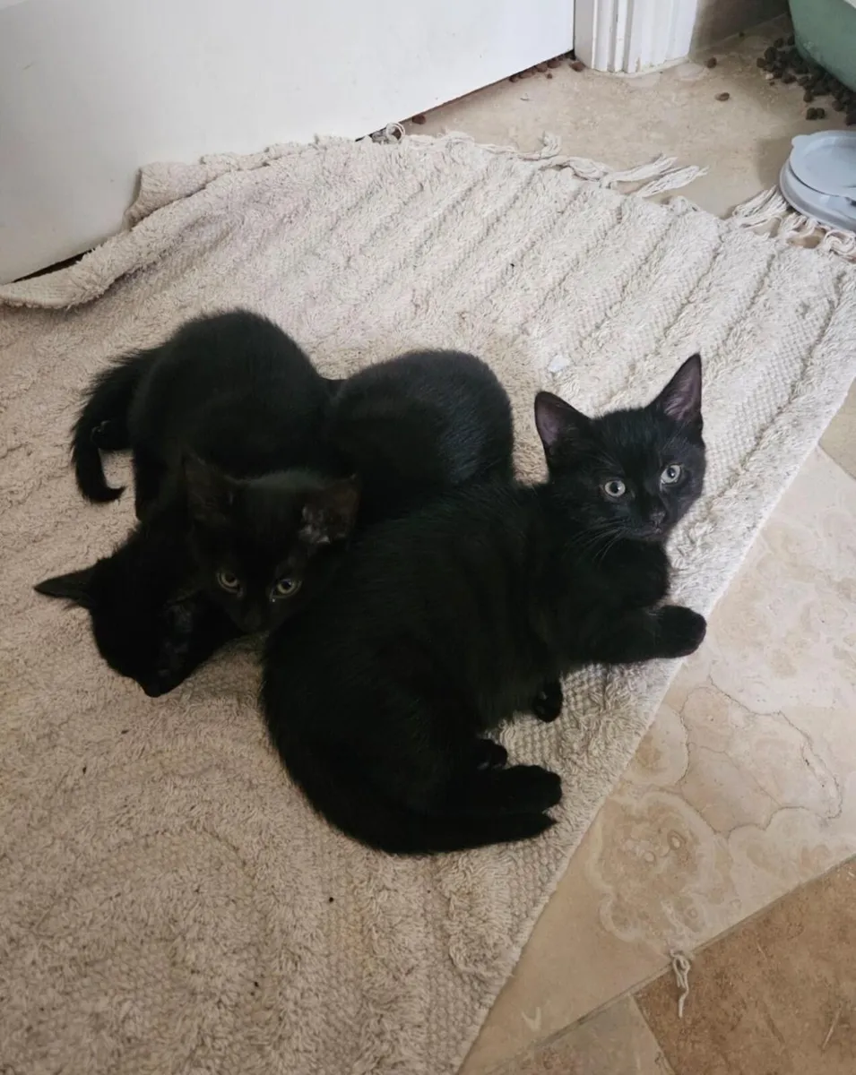 Sweet 2-month-Old Kittens Ready for New Homes! - Image 1
