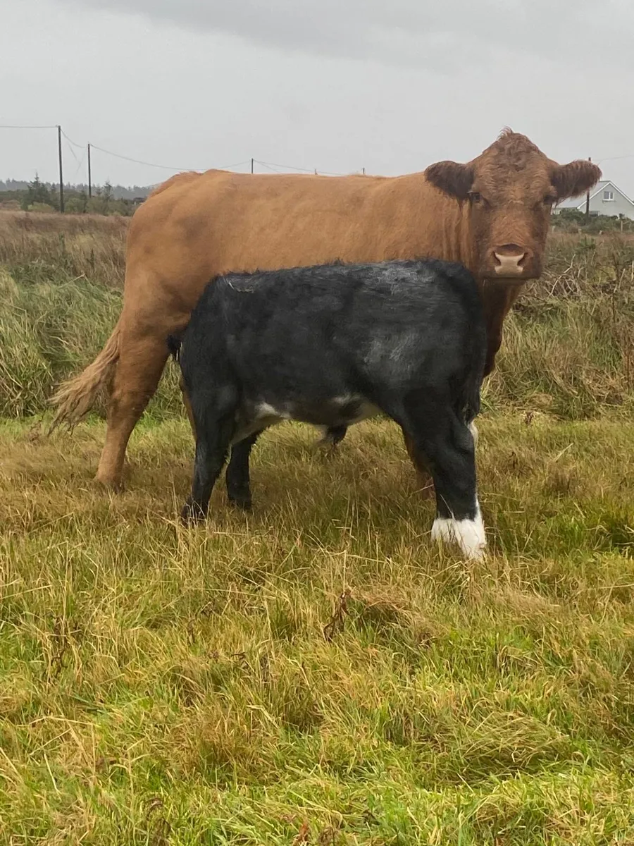 Cow and calf - Image 1