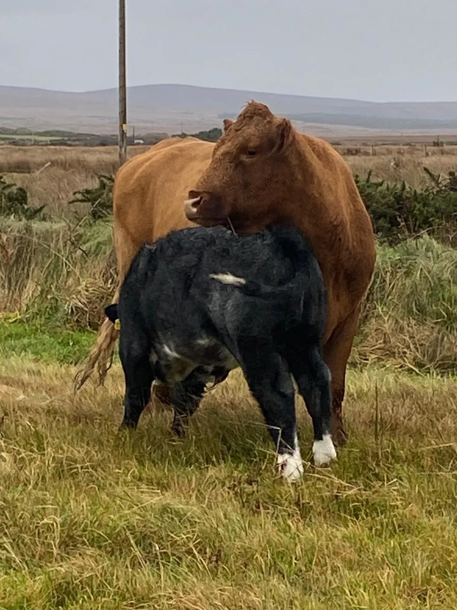 Cow and calf - Image 2