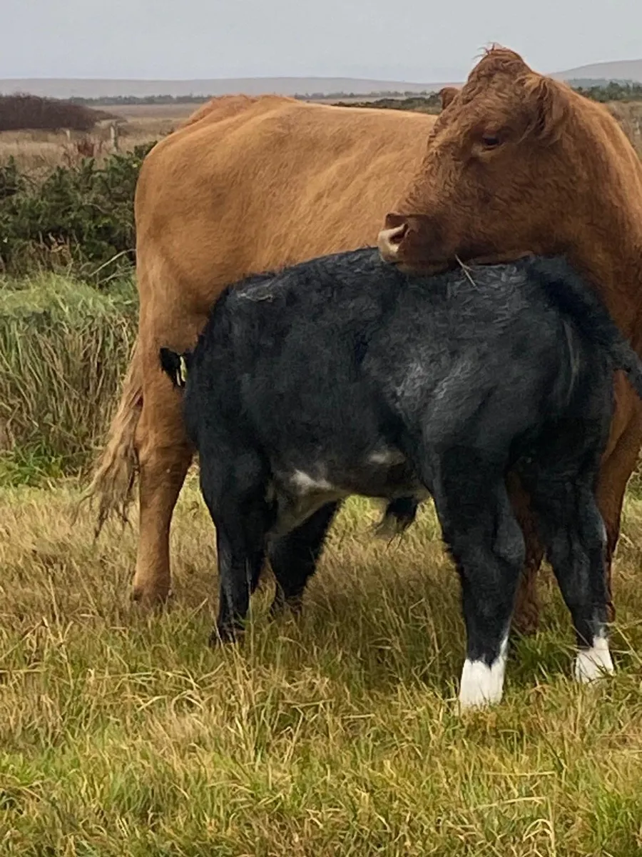 Cow and calf - Image 3