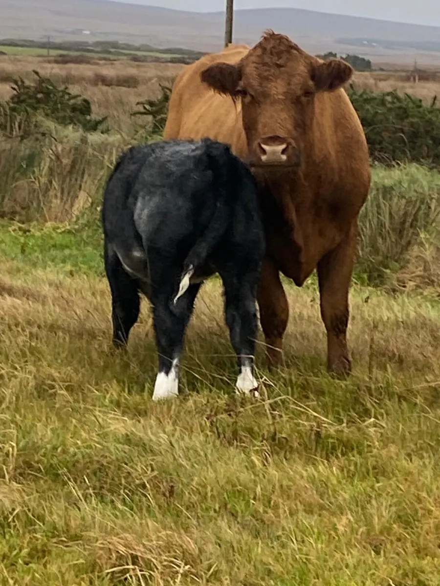 Cow and calf - Image 4