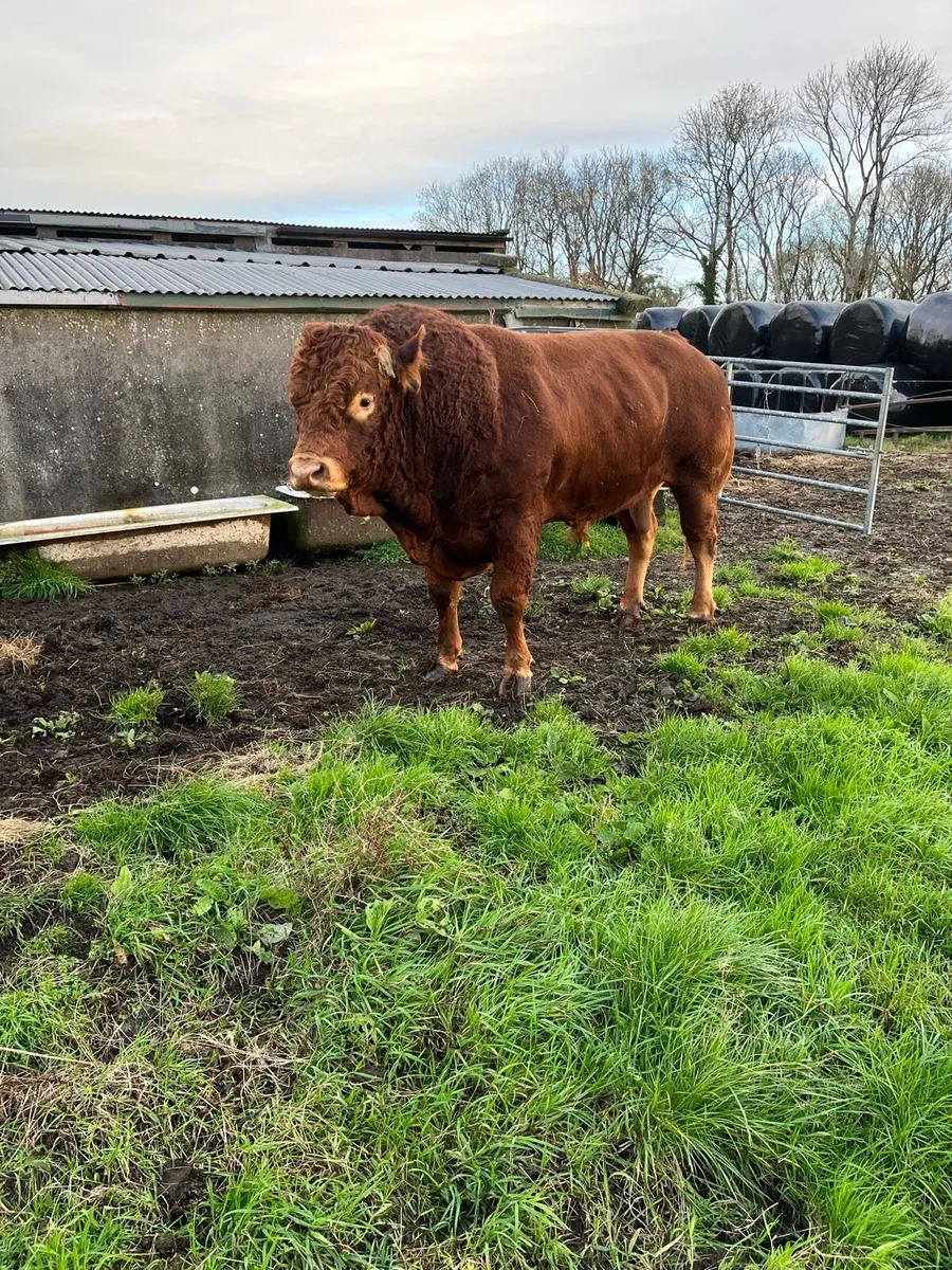 Bull for sale - Image 1