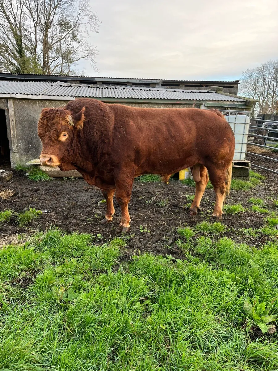 Bull for sale - Image 2
