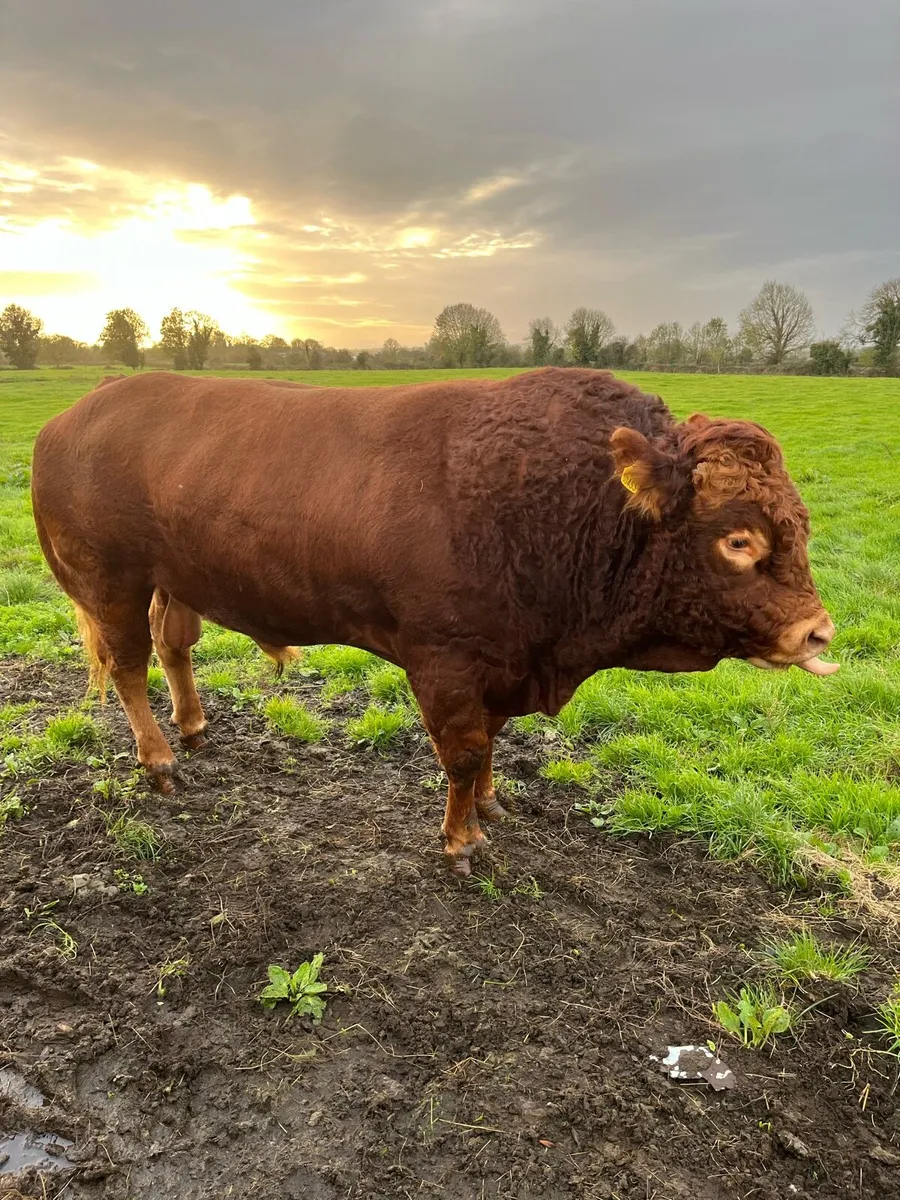 Bull for sale - Image 4