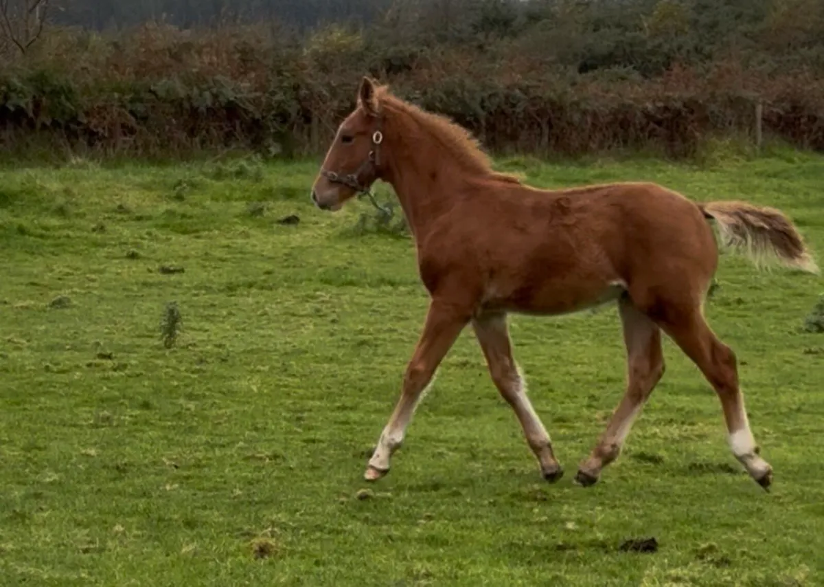 Irish Draught Colt Foal - Image 2