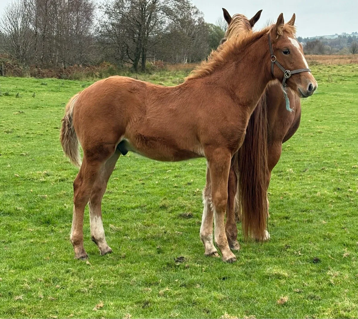Irish Draught Colt Foal - Image 1