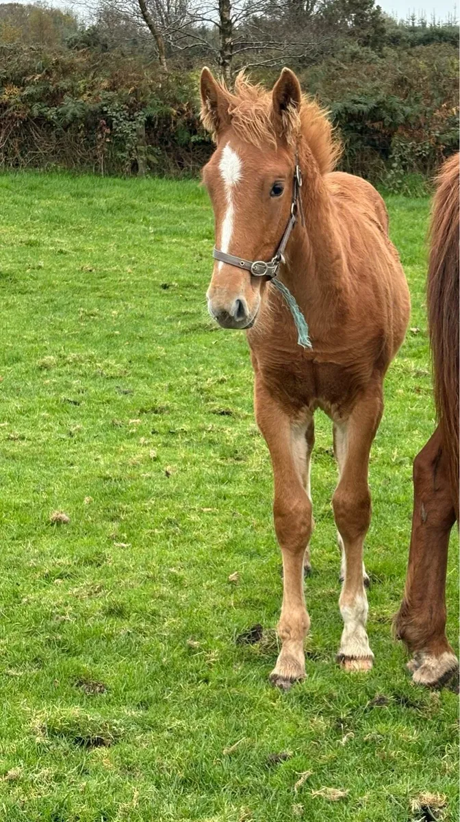 Irish Draught Colt Foal - Image 3