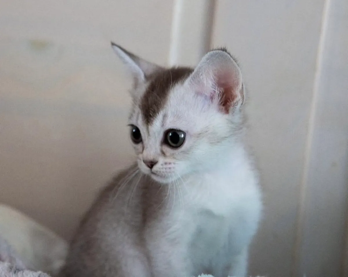 Burmilla kittens - Image 1