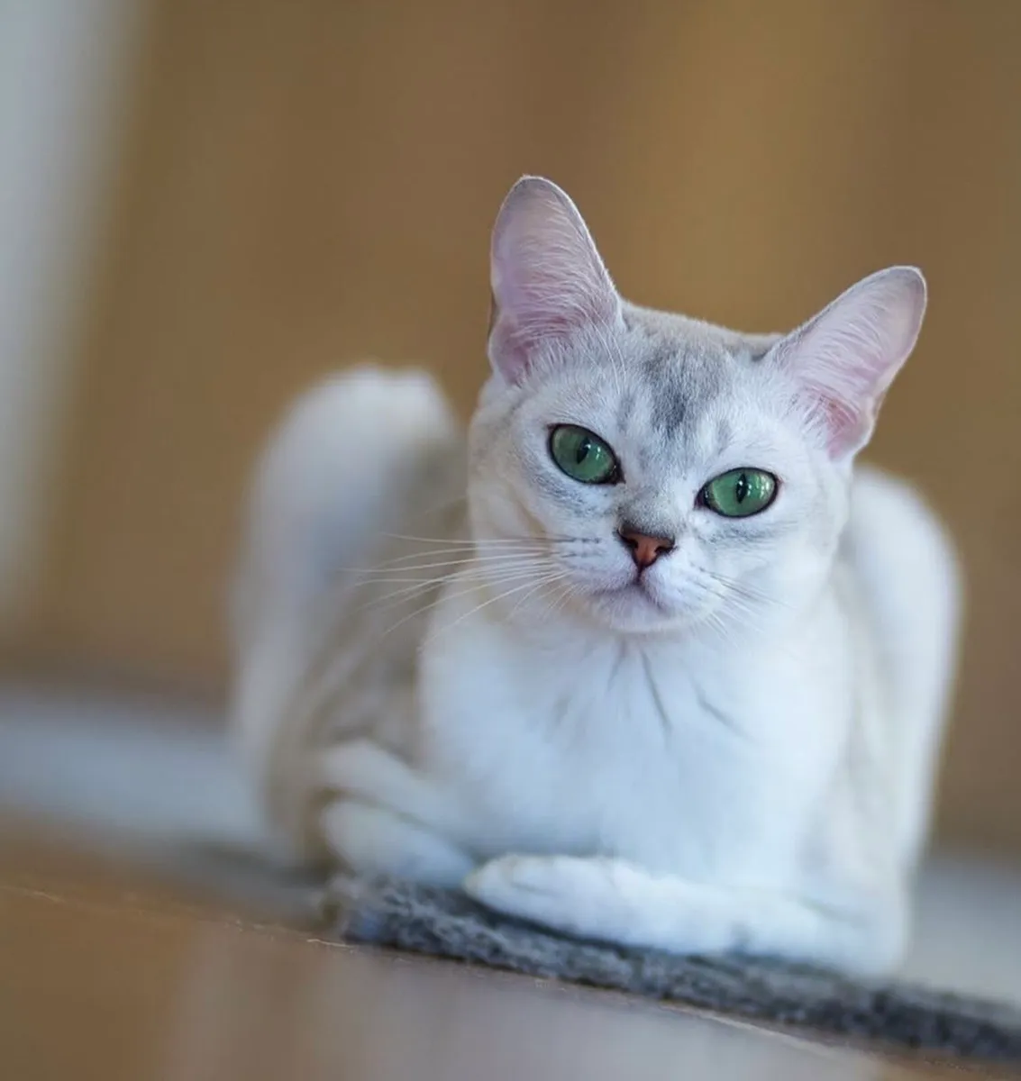 Burmilla kittens - Image 2