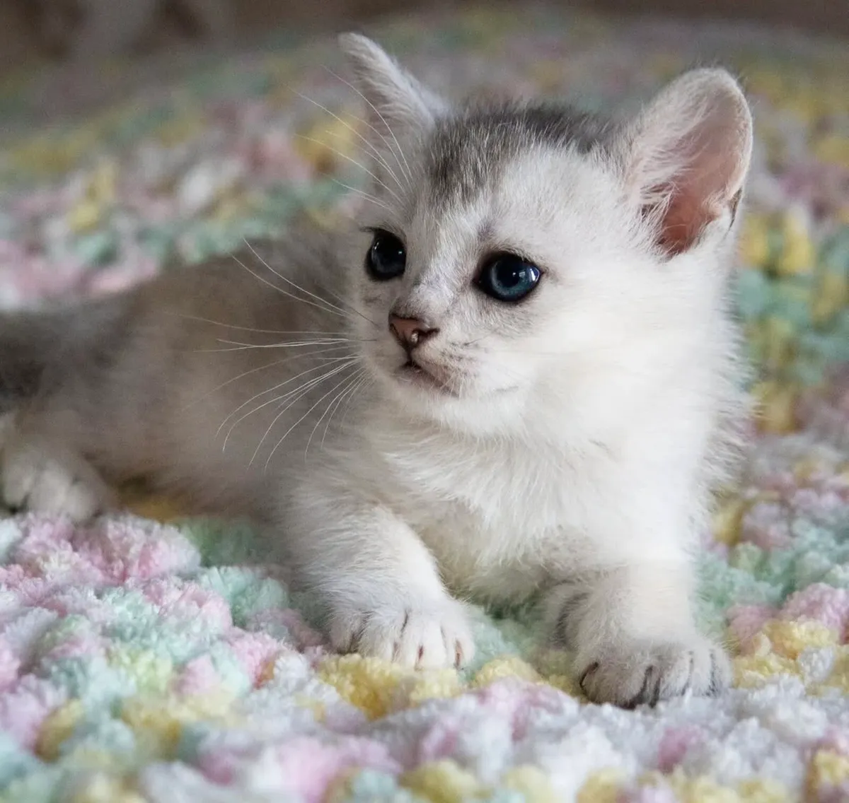 Burmilla kittens - Image 3