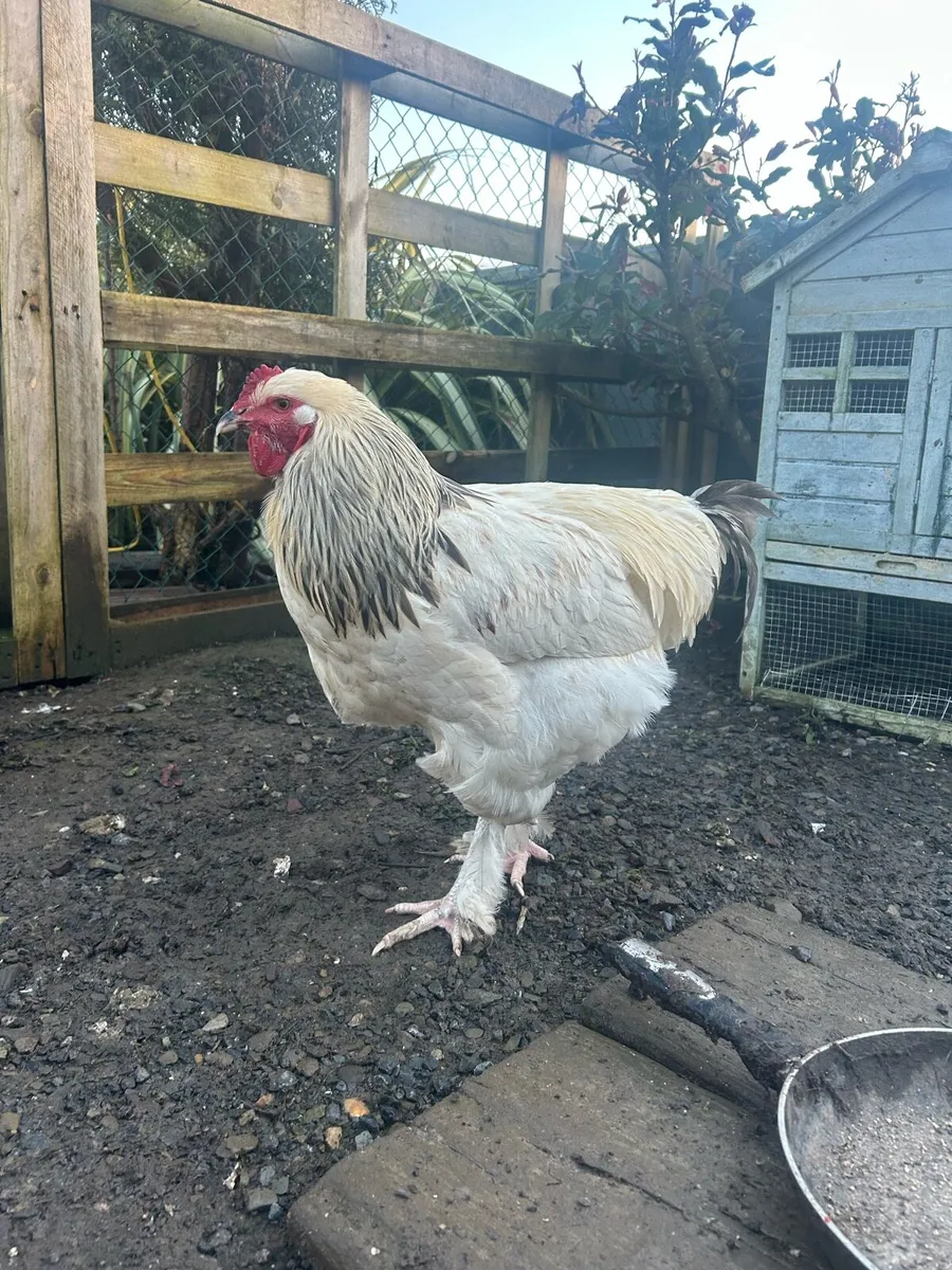 Roosters 🐓 - Image 1