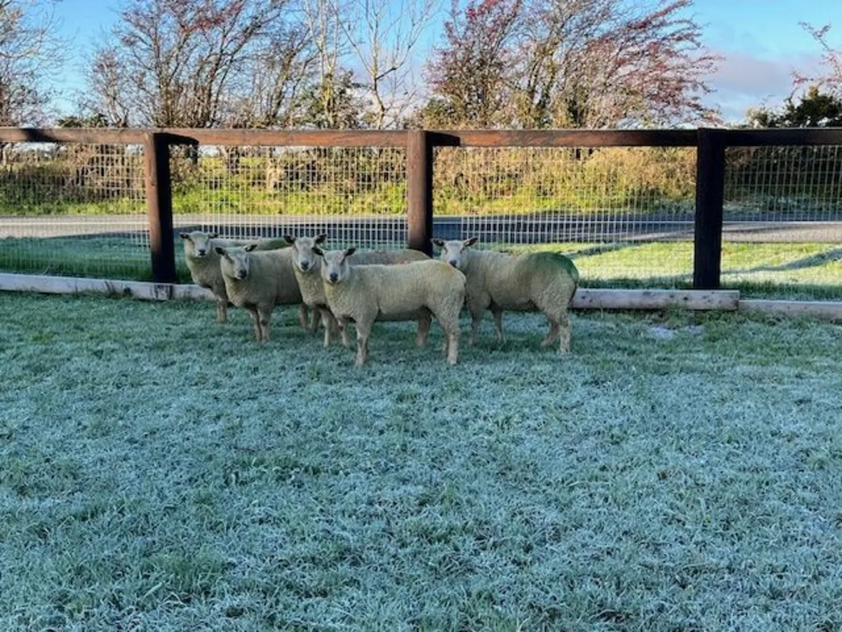 5 Pedigree Reg Charollais Hogget Ewes in Lamb - Image 3