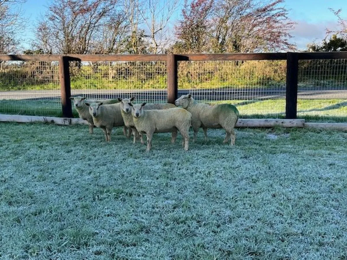 5 Pedigree Reg Charollais Hogget Ewes in Lamb - Image 4