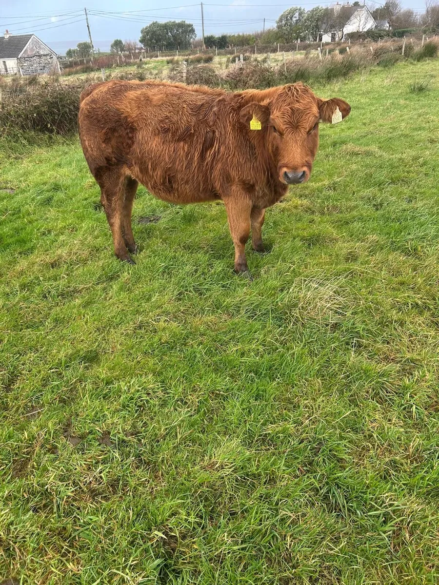 Limousine cross heifer - Image 1