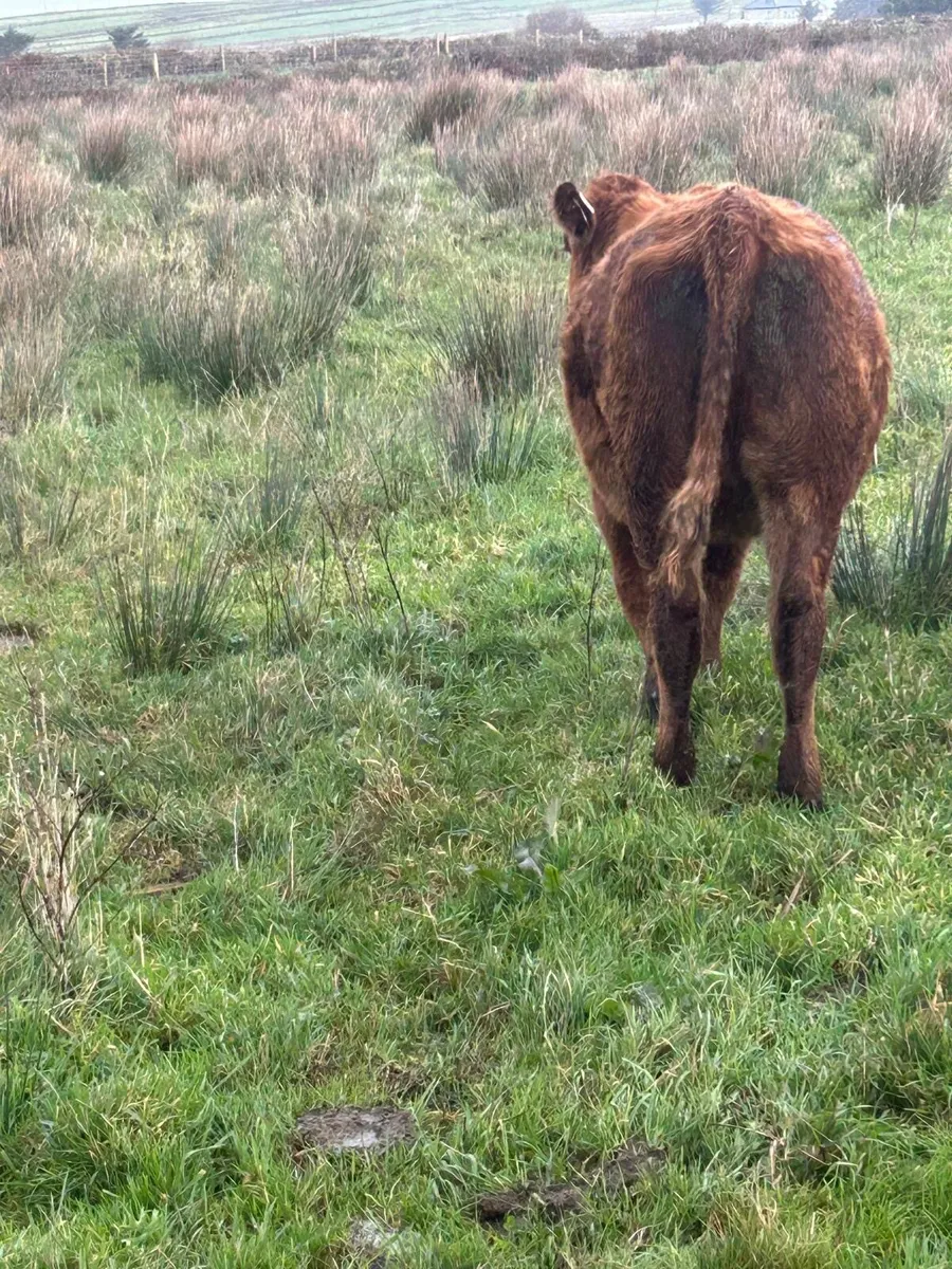 Limousine cross heifer - Image 2