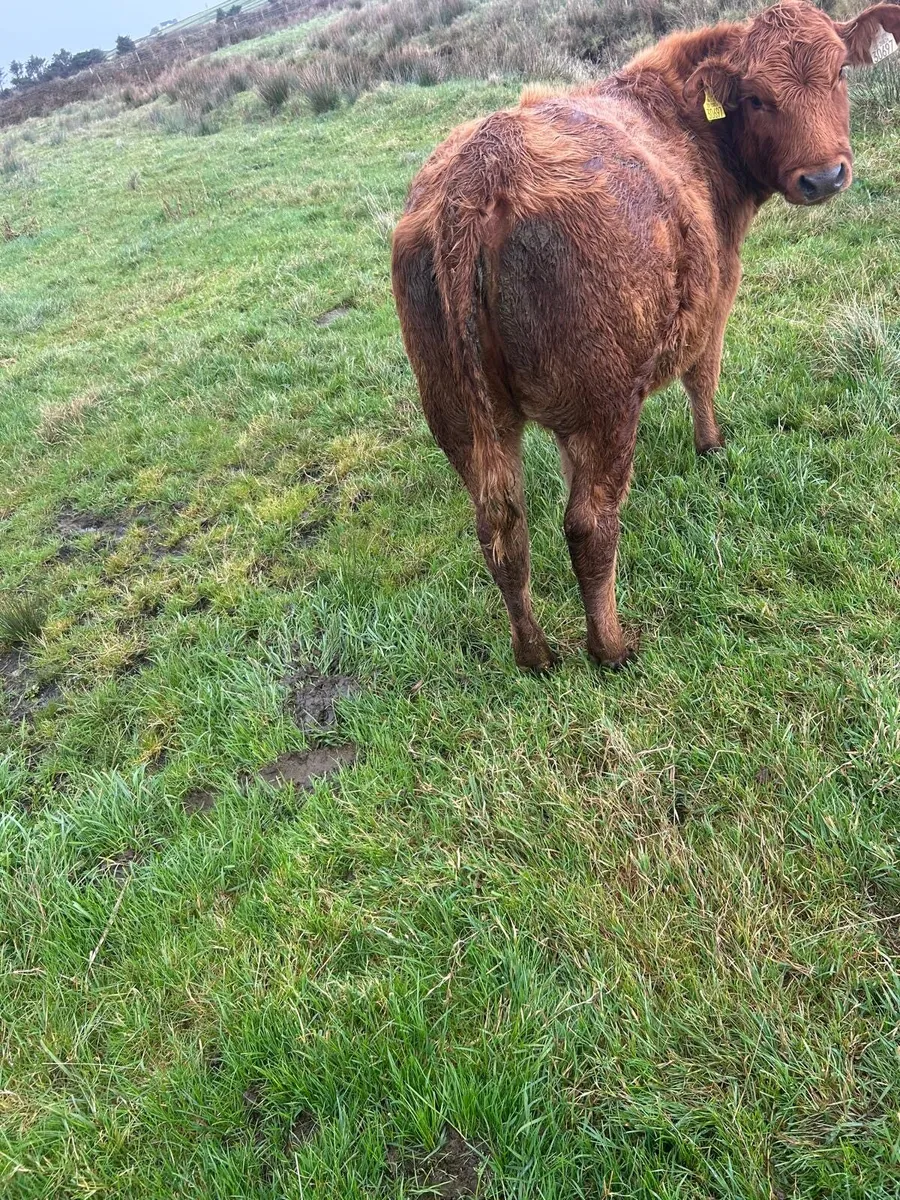 Limousine cross heifer - Image 3