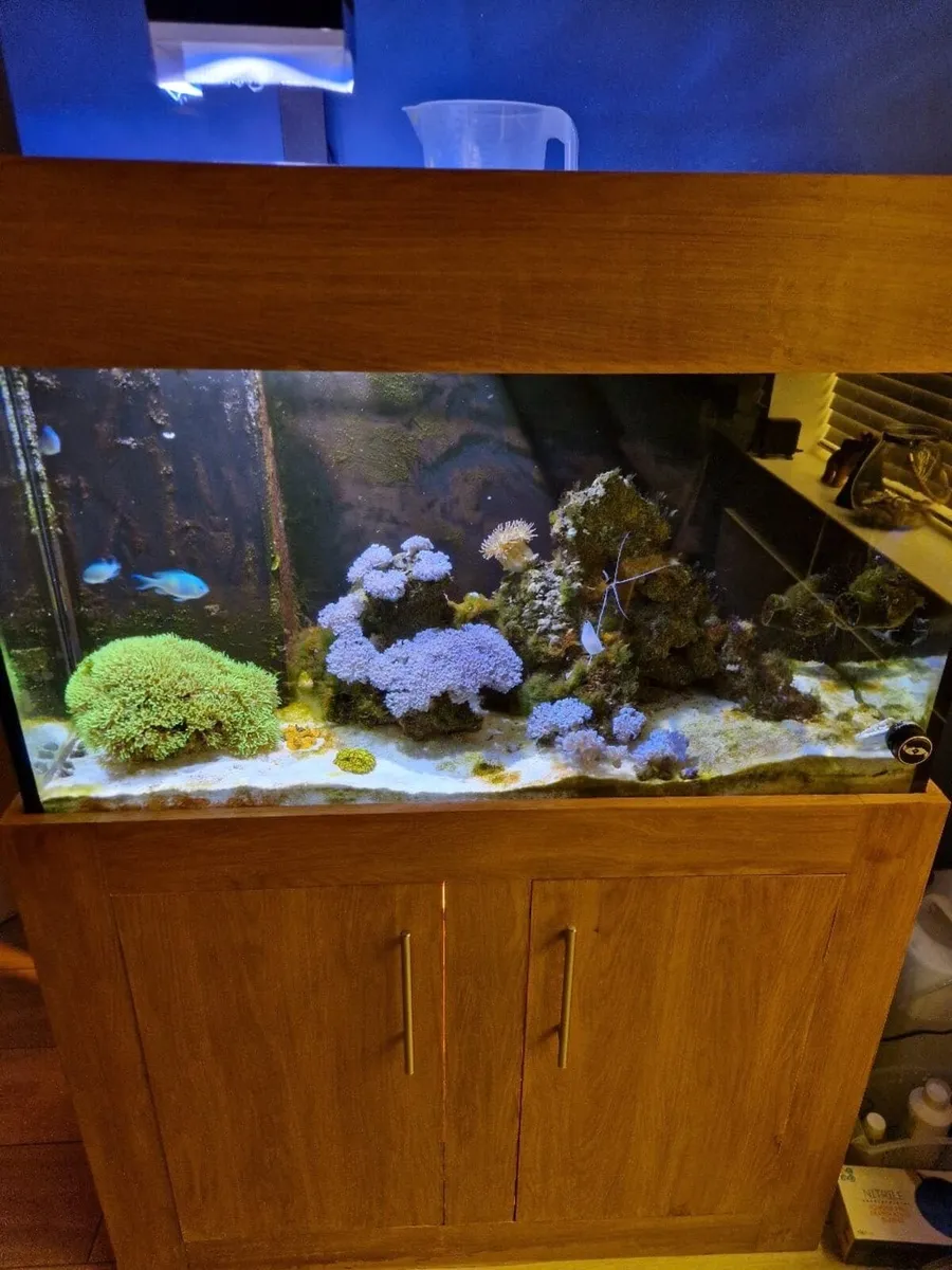 Fish tank - Image 2
