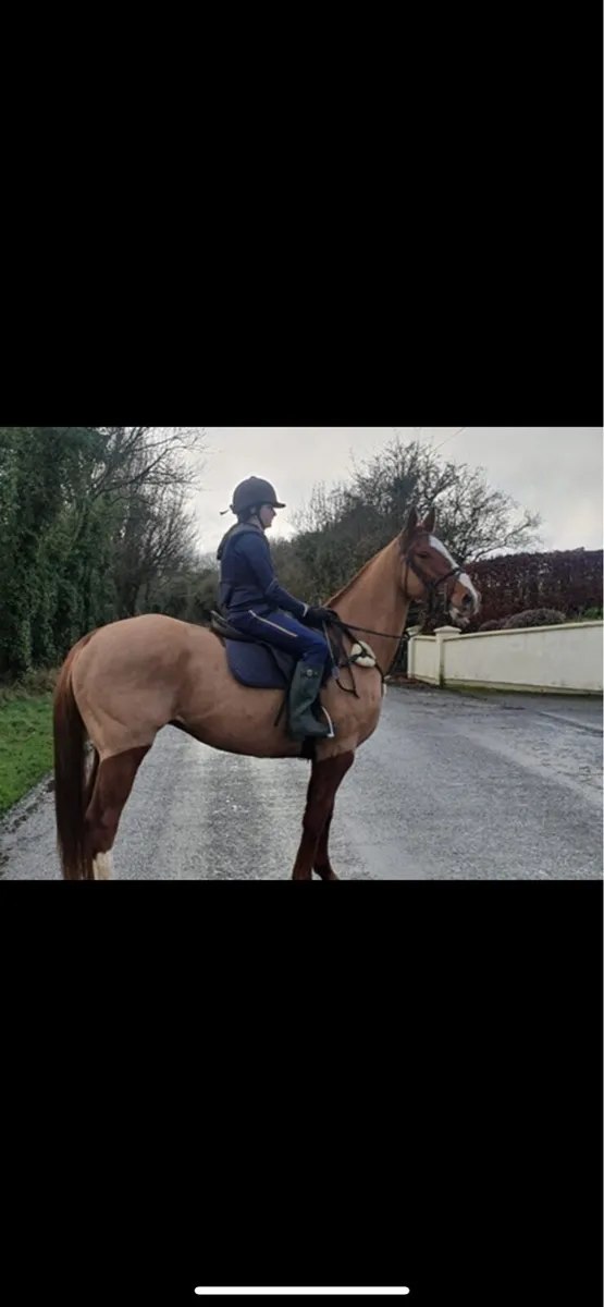 Thoroughbred gelding - Image 1