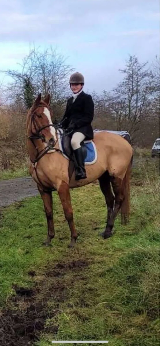 Thoroughbred gelding - Image 2